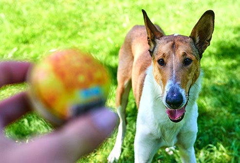 Some of the nasty bacteria dogs have in their mouths include Salmonella.