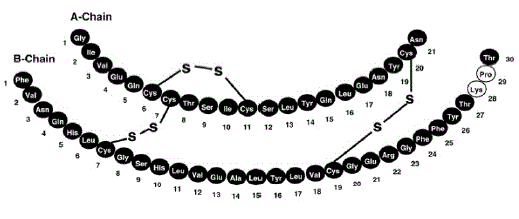 HUMALOG MIX75/25 (insulin lispro protamine) Structural Formula - Illustration