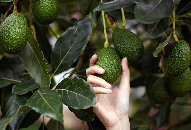 avocado avocado