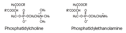 Ethanolamine ester - structural formula illustration Ethanolamine ester - structural formula illustration