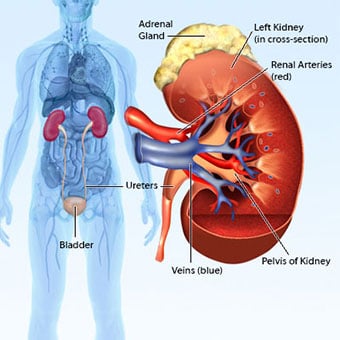 A cross-section illustration of a human kidney with callouts.