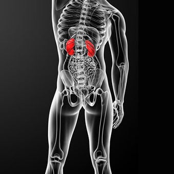 A 3D illustration highlighting the kidneys and their location.