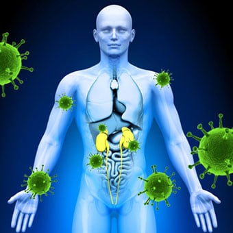 Medical imaging of a male body highlighting the kidneys under attack from the infection.