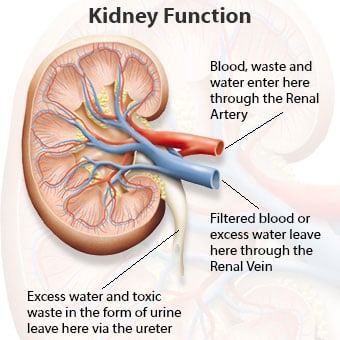 A cross section of a kidney with callouts describing kidney function.