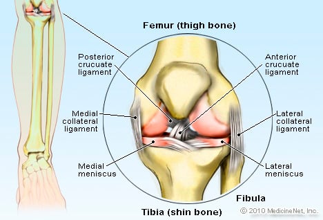 Illustration of Knee Joint
