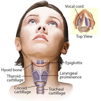 Illustration and anatomy of the larynx.