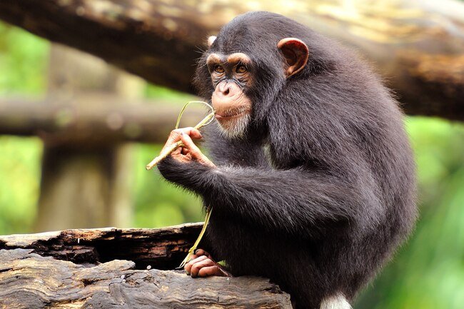 Chimpanzees favor different hands for different tasks. 
