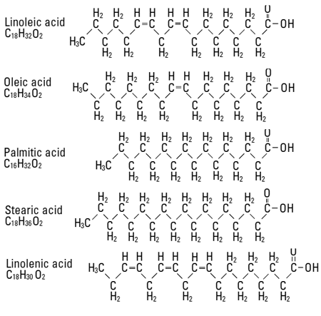 Major component fatty acids Structural Formula Illustration Major component fatty acids Structural Formula Illustration