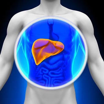3D Illustration highlighting the location of the liver in the body.