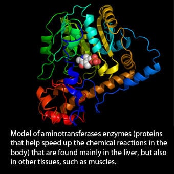 Model showing aminotransferase enzymes (AST/ALT). 