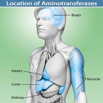 Illustration showing where aminotransferases are found in the body including mainly the liver, heart, kidneys, brain and muscles.