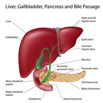 A diagram of the liver, pancreas, and bile passage. Symptoms and signs of liver diseases include weakness and fatigue, weight loss, nausea, vomiting, and yellow discoloration of the skin (jaundice).