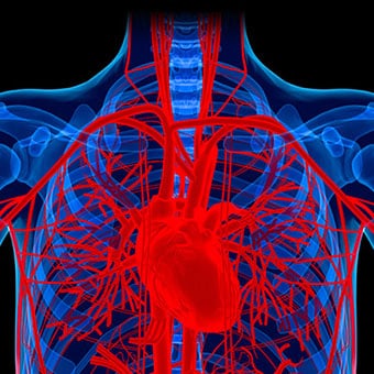 The human body maintains blood pressure using the heart muscles.