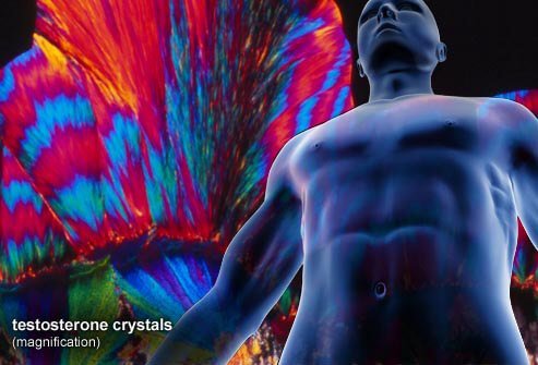 Testosterone is a hormone that is necessary for proper muscular development and masculinity.
