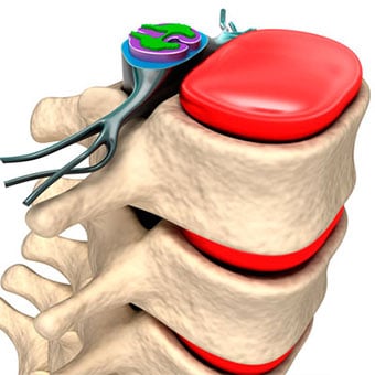 Illustration of the nerves and discs of the spinal column.