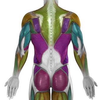 Anatomy of the back.