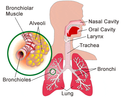 Picture of normal airway and lung