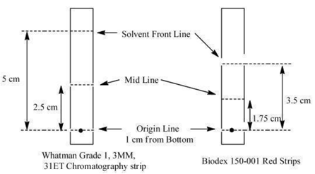 Mark the chromatographic strip for origin, mid and
solvent front lines with a pencil  - Illustration