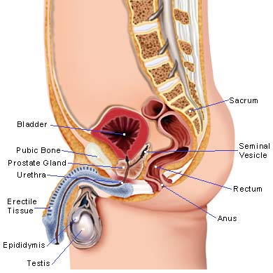 Male Illustration - Prostate