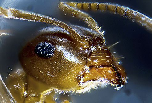Ants tend to come indoors when it's cold and wet or hot and dry. 