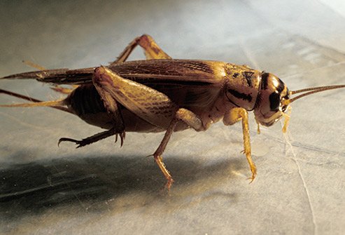 Crickets prefer to stay outdoors, but if they are inside they may be in the basement, on plants, and near fabrics.