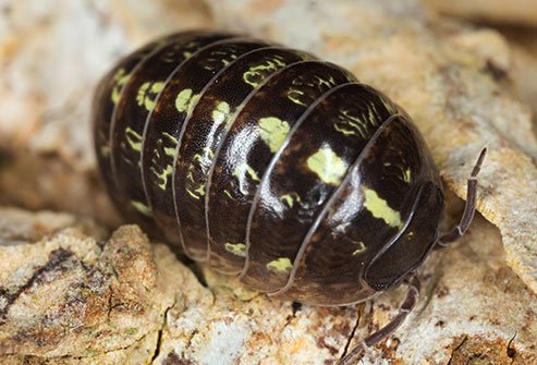 Pill bugs reside in damp areas within your home. 