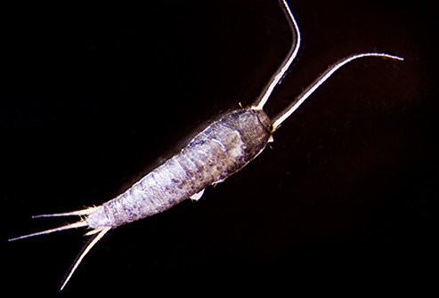Silverfish lurk in basements, bookcases, closets, boiler rooms, and attics.