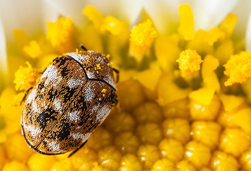Beetles may be hanging out in your pantry, closet, cracks, and drawers.