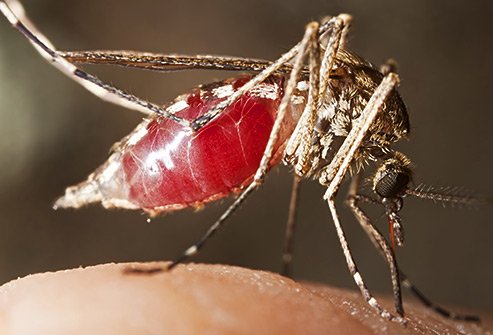 Mosquitoes may carry diseases and they bite people and pets. 