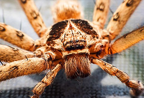 Spiders eat other insects and they often hang out in windows, corners, and quiet areas.