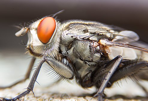 Flies may carry disease and cause food poisoning. 