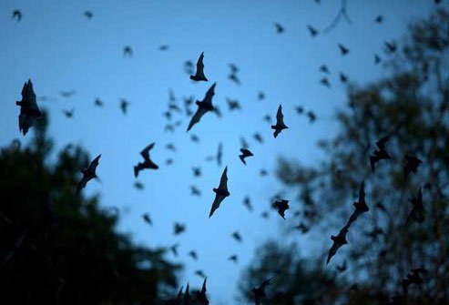 It's true, bats like to snack on mosquitoes.