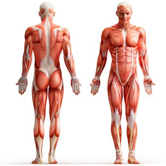 Human anatomy of the muscles.