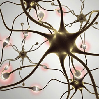 Nerve cells activated in the body.