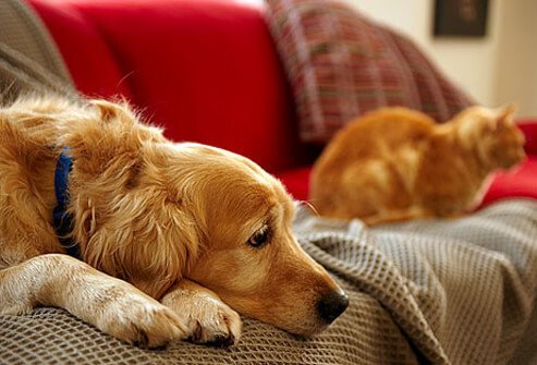 You can scale back your symptoms if you keep your contact with pet dander to a minimum.