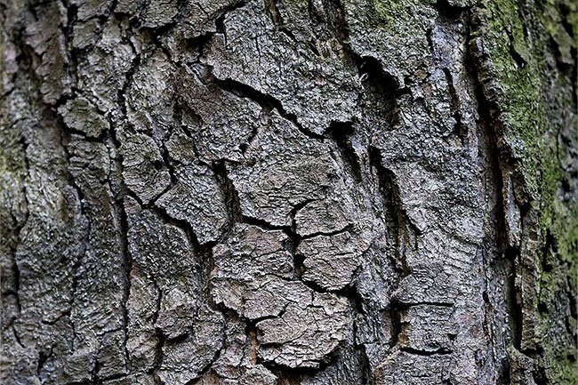 Magnolia bark contains a compound, honokiol, that may help you sleep. 
