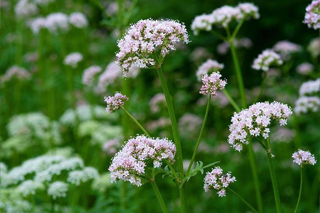 Valerian boosts relaxation and may help you sleep. 