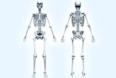 Front and back views of a human skeleton.