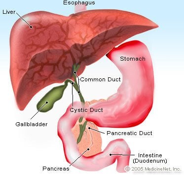 Pancreas Illustation