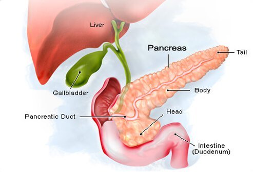 What is the pancreas?