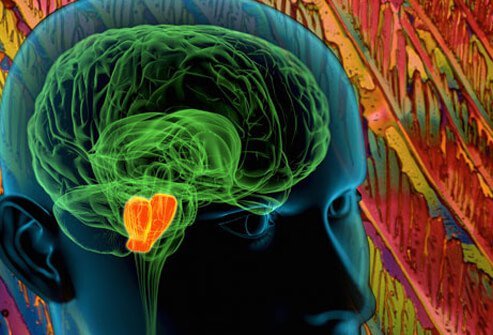 Cells in the substantia nigra, a part of the brainstem that controls movement, slow down and then stop producing dopamine as the cells die.