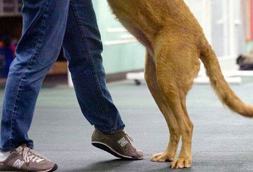 A dog dancing.