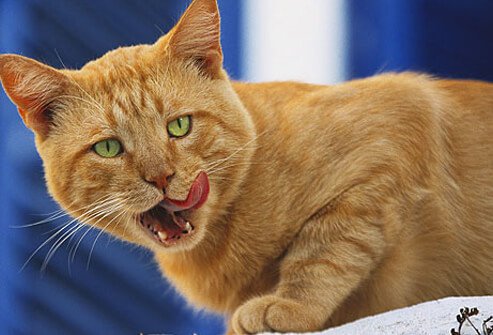 A cat licking it's chops.