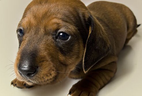 Photo of puppy dog.