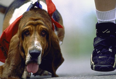 A bassett hound running.