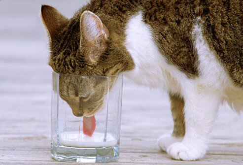 A cat drinking milk.