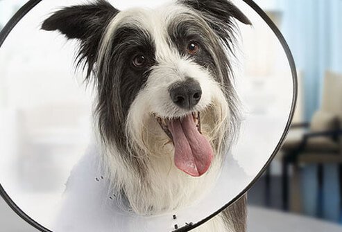 A dog with a cone around neck.