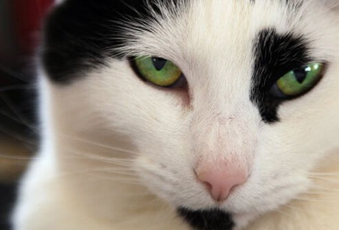 Green-eyed cat.