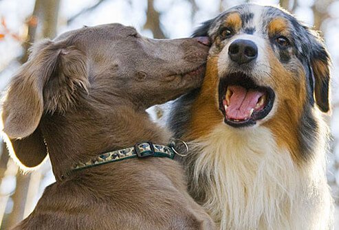 Dogs kissing.