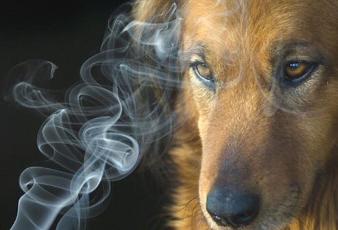 Smoke and a dog.